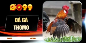 Đá Gà Thomo Nảy Lửa - Bắt Trọn Khoảnh Khắc Vàng Tại GO99